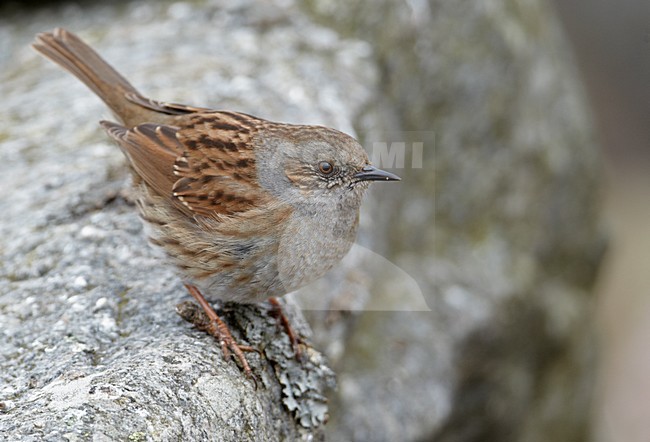 Heggenmus zittend op een steen, Dunnock perched on a rock stock-image by Agami/Markus Varesvuo,