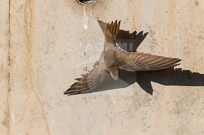 Pallid Swift (Apus pallidus), adult in flight seen from the above, Campania, Italy stock-image by Agami/Saverio Gatto,