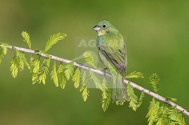 Immature male Painted Bunting (Passerina ciris) perched on a branch in Galveston County, Texas, United States, during spring migration. stock-image by Agami/Brian E Small,