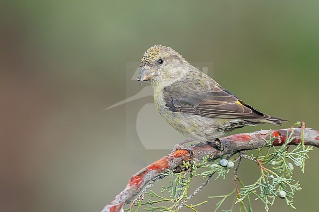 Adult female
Jefferson Co., CO
June 2023 stock-image by Agami/Brian E Small,