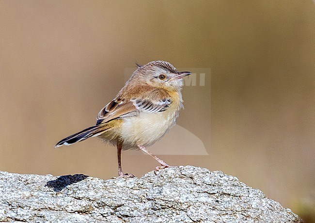 Juvenile Cricket Longtail sitting on a rock in Oued Jenna, Western Sahara. stock-image by Agami/Vincent Legrand,
