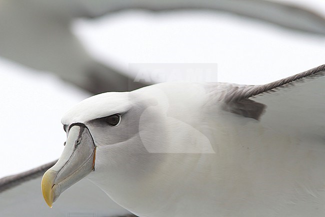 Portrait of a flying White-capped Albatross against a clear white sky of the coast of Stewart Island, New Zealand. stock-image by Agami/Jacob Garvelink,