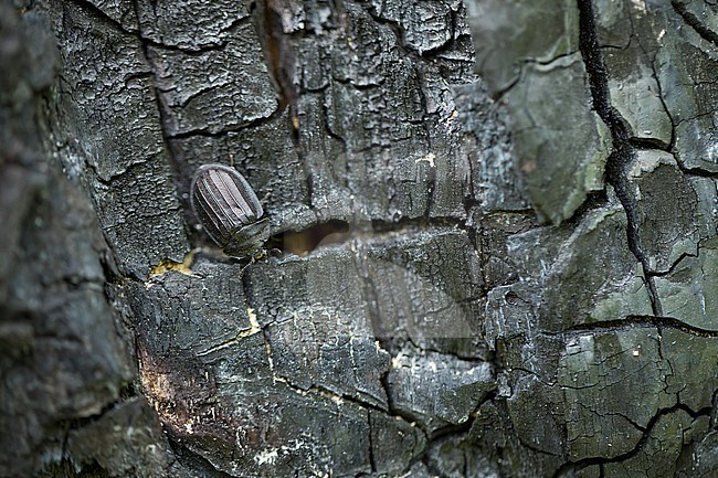 Peltis gigantea, Russia (Baikal), imago stock-image by Agami/Ralph Martin,