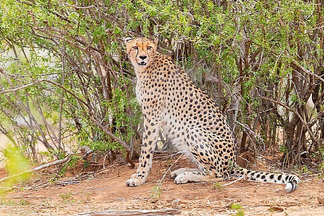 Cheetah (Acinonyx jubatus), adult female resting under a bush, Mpumalanga, South Africa stock-image by Agami/Saverio Gatto,