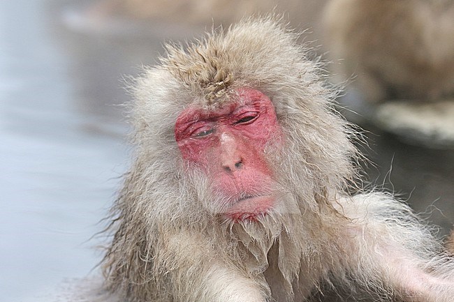Japanese macaque or Snow Monkey (Macaca fuscata) in the snow stock-image by Agami/Pete Morris,