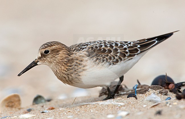 Bairds Strandloper, Bairds Sandpiper, Calidris bairdii stock-image by Agami/Marc Guyt,