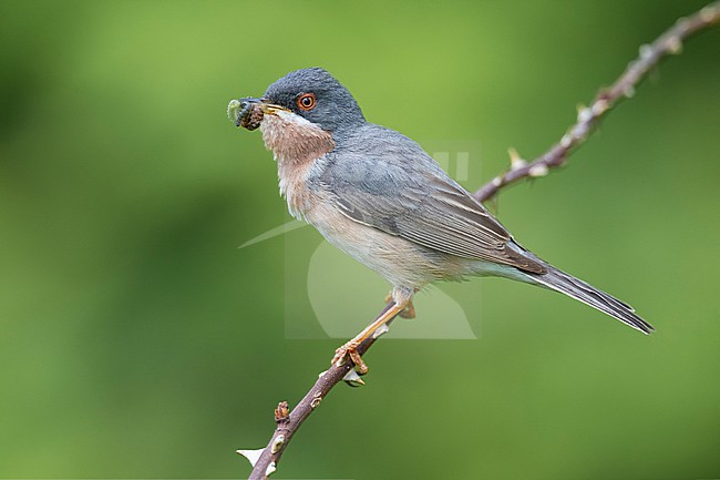 Breeding male Moltoni's Warbler, Curruca subalpina, in Italy. stock-image by Agami/Daniele Occhiato,