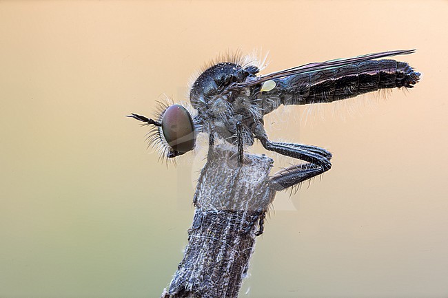 Holopogon fumipennis - Braune Rabaukenfliege, Germany (Baden-Württemberg), imago, male stock-image by Agami/Ralph Martin,