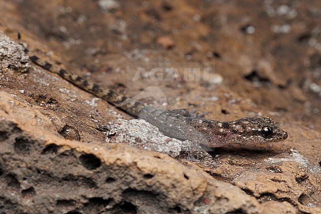 Galápagos Leaf-toed Gecko (Phyllodactylus galapagensis) taken the 27/10/2025 at Santa Cruz - Galapagos. stock-image by Agami/Nicolas Bastide,