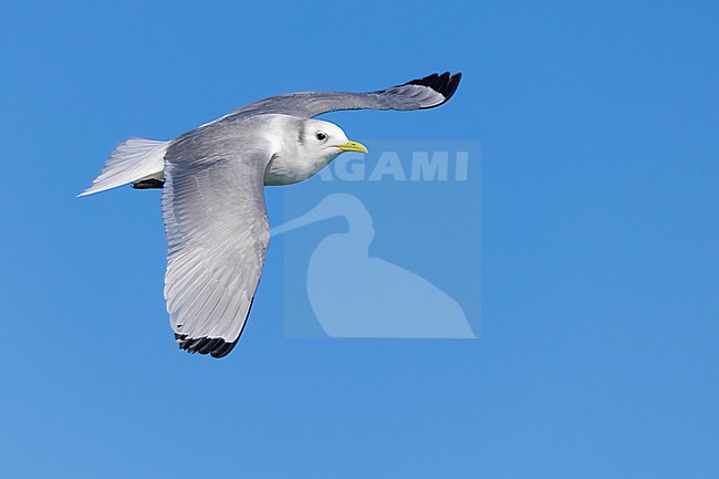 Wintering adult Black-legged Kittiwake, Rissa tridactyla, in Italy. stock-image by Agami/Daniele Occhiato,