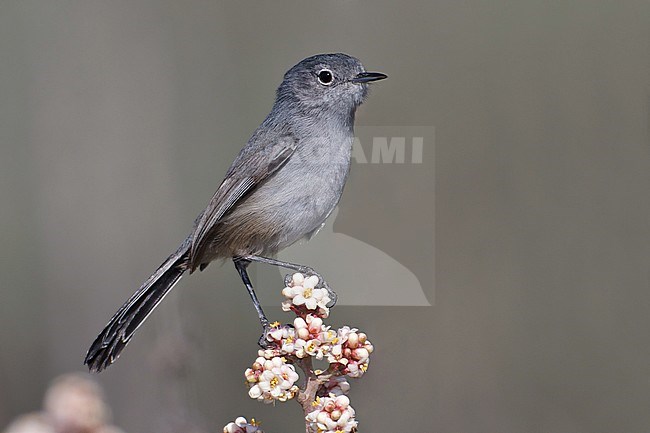 Adult male non-breeding
Los Angeles Co., CA
January 2011 stock-image by Agami/Brian E Small,