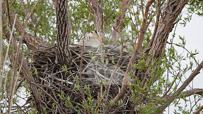 Bar-headed Goose (Anser indicus) incubating. Nest on a tree. Showing upper wings. Mongolia, Asia stock-image by Agami/Markku Rantala,