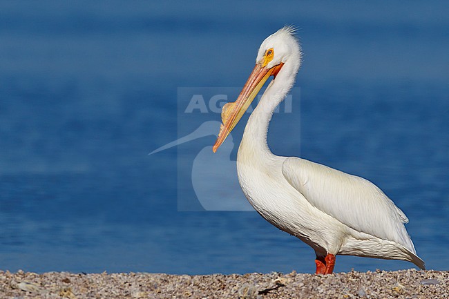 Adult breeding
Riverside Co., CA
March 2012 stock-image by Agami/Brian E Small,