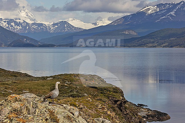 Male Upland Goose (Chloephaga picta) in Patagonia, Argentina. stock-image by Agami/Pete Morris,
