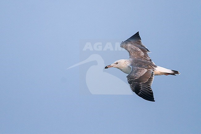 Steppe Gull - Barabamöwe - Larus barabensis, Oman, 2nd W stock-image by Agami/Ralph Martin,