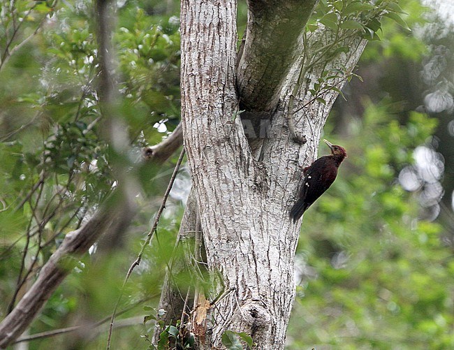 Critically endangered Okinawa Woodpecker (Dendrocopos noguchii) clinging to a tree in Japan. Also known as Noguchi's, Okinawan, Pryer's or Ryukyu woodpecker. stock-image by Agami/James Eaton,