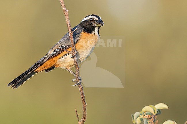 Orinoco Saltator (Saltator orenocensis) perched on a branch in Colombia, South America. stock-image by Agami/Glenn Bartley,