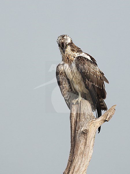 Visarend op oude boomstronk stock-image by Agami/Han Bouwmeester,