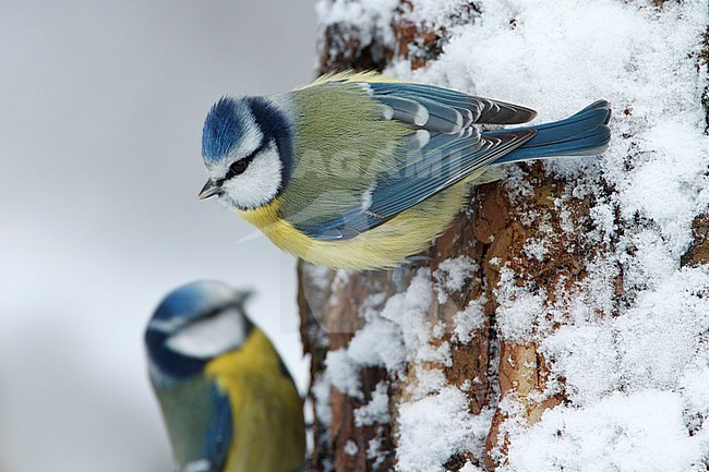 pimpelmees zittend in de sneeuw; Blue tit sitting on snow; stock-image by Agami/Walter Soestbergen,