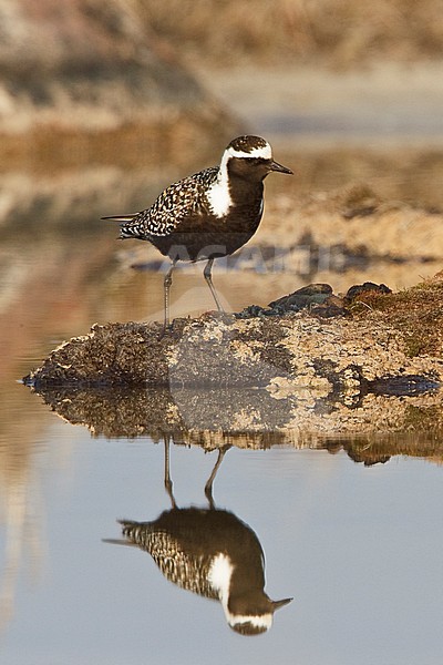American Golden-Plover (Pluvialis dominica) on the tundra in Churchill, Manitoba, Canada. stock-image by Agami/Glenn Bartley,