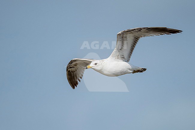 Second calendar year Ring-billed Gull (Larus delawarensis) flying along on the beach of Galveston county, Texas, United States. stock-image by Agami/Brian E Small,