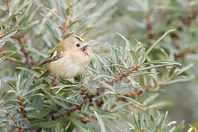 Goldcrest, Goldcrest, Regulus regulus on migration foraging in sea buckthorn for insects. Bird yawning or calling, bill opened. stock-image by Agami/Menno van Duijn,
