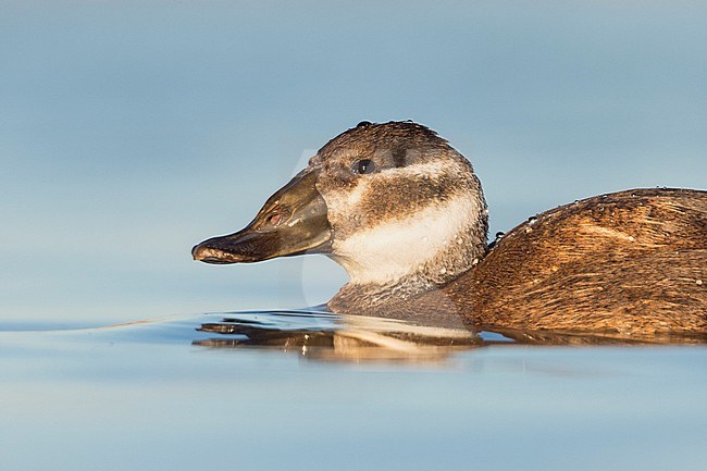 First-winter White-headed Duck (Oxyura leucocephala) swimming with beautiful morning light on a pond in a Spanish nature reserve. stock-image by Agami/Ralph Martin,