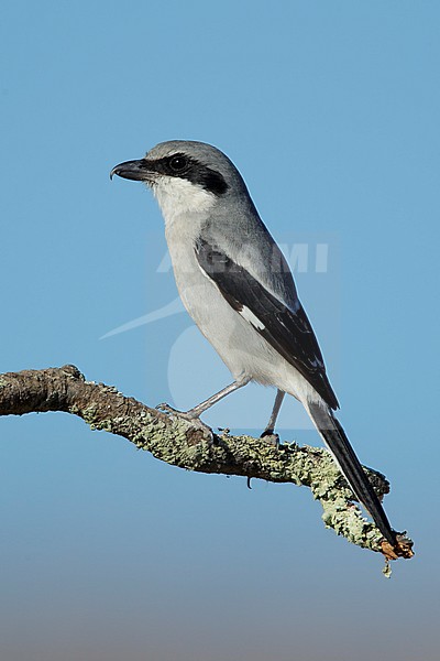 Adult Loggerhead Shrike (Lanius ludovicianus) wintering in Riverside County, California, USA. stock-image by Agami/Brian E Small,