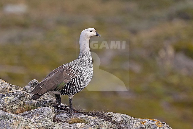 Male Upland Goose (Chloephaga picta) in Patagonia, Argentina. stock-image by Agami/Pete Morris,