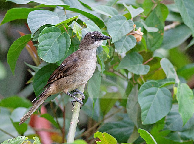 Simple greenbul () in Sierra Leone. stock-image by Agami/David Monticelli,