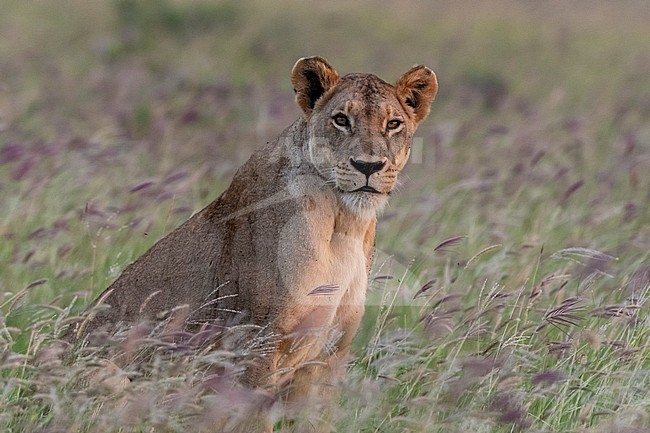 A lioness, Panthera leo, looking at the camera in a field of purple grass. Voi, Tsavo, Kenya stock-image by Agami/Sergio Pitamitz,