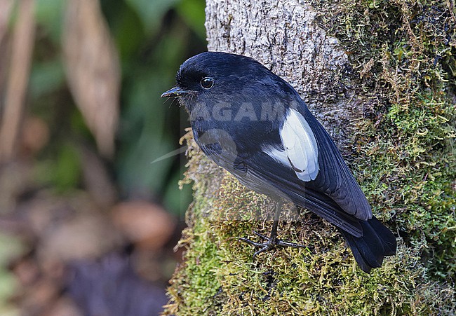 White-winged Robin, Peneothello sigillata, in Papua New Guinea. stock-image by Agami/Pete Morris,