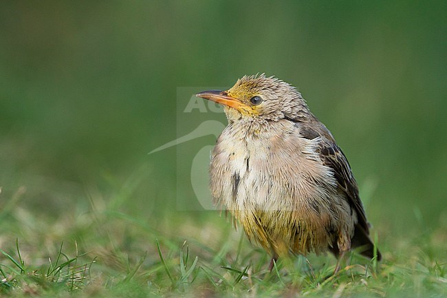 Rose-coloured Starling - Rostenstar - Pastor roseus, Germany, 1st cy stock-image by Agami/Ralph Martin,