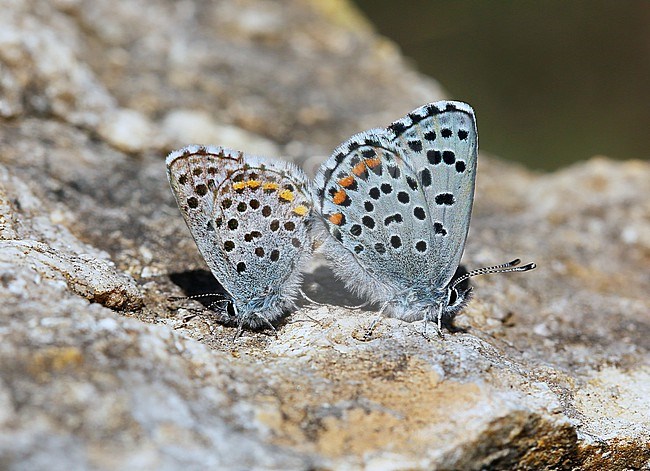 Baton Blue  (Pseudophilotes baton)  stock-image by Agami/Aurélien Audevard,
