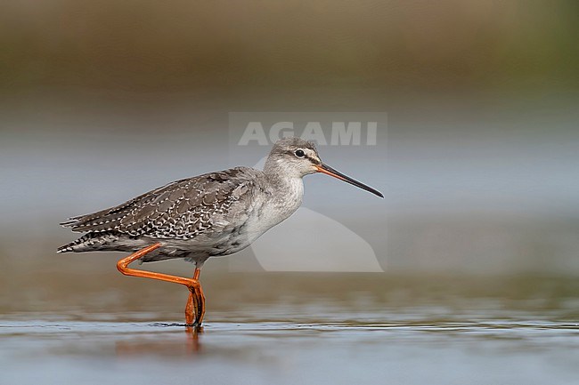Zwarte ruiter in plasdras stock-image by Agami/Han Bouwmeester,
