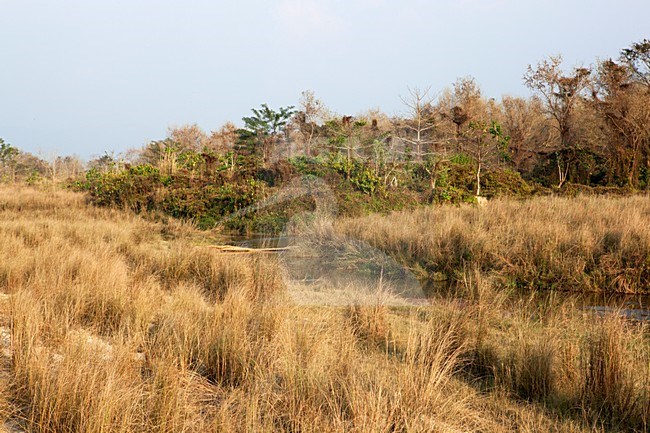 Landschap Chitwan NP, Landscape Chitwan NP stock-image by Agami/Anja Nusse,
