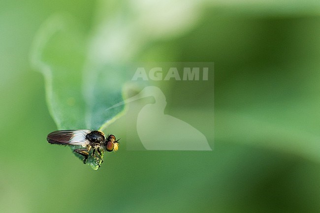 Holopogon nigripennis - Schmuck-Rabaukenfliege, Germany (Baden-Württemberg), imago, male stock-image by Agami/Ralph Martin,