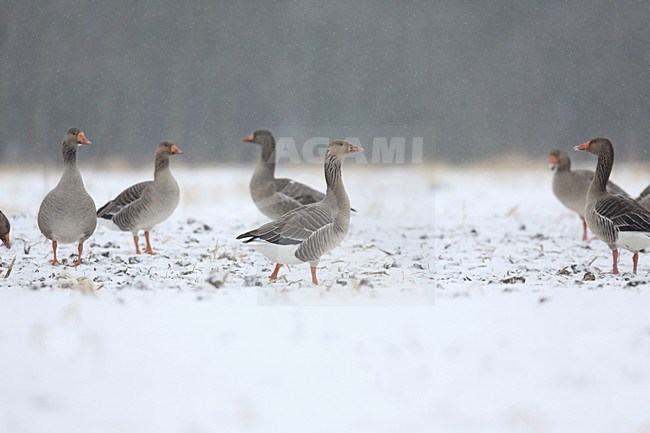 Grauwe Ganzen in de sneeuw, Greylag Geese in the snow stock-image by Agami/Chris van Rijswijk,