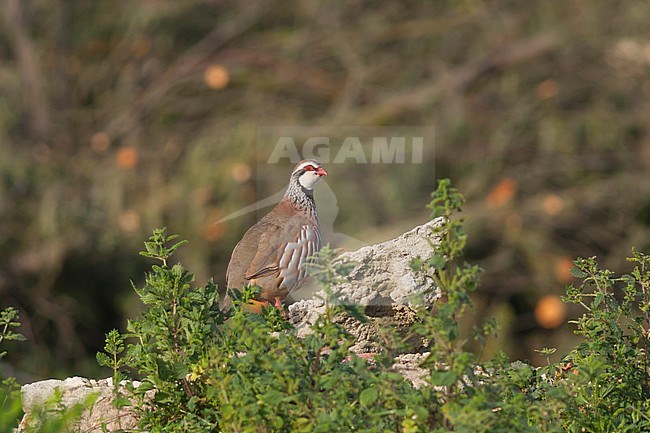 Adult Red-legged Partridge (Alectoris rufa hispanica) in Portugal. stock-image by Agami/Ralph Martin,