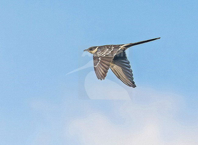 Great Spotted Cuckoo, Clamator glandarius, in Turkey. In flight. stock-image by Agami/Pete Morris,