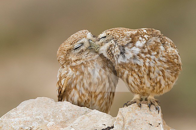 Little Owl - Steinkauz - Athene noctua saharae, Morocco, adult stock-image by Agami/Ralph Martin,