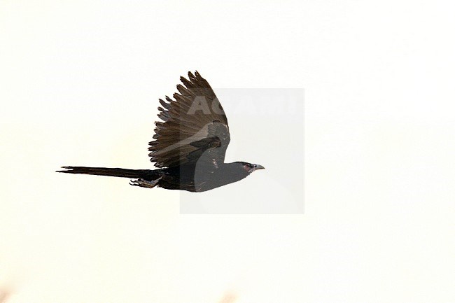 Asian Koel (Eudynamys scolopaceus) wintering in Oman. Male in flight. stock-image by Agami/Sylvain Reyt,