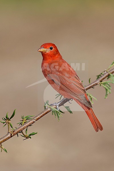 Adult male Summer Tanager (Piranga rubra)  perched on a branch in Galveston County, Texas, United States, during spring migration. stock-image by Agami/Brian E Small,