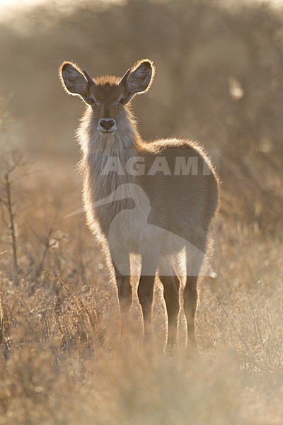 Waterbok in Kruger; Waterbuck at Kruger stock-image by Agami/Marc Guyt,