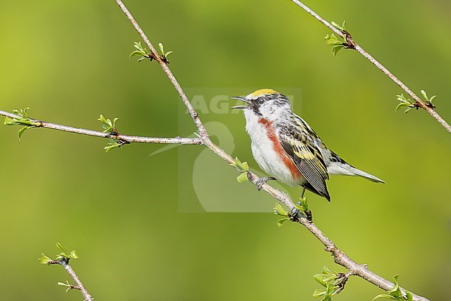 Chestnut-sided Warbler (Dendroica pensylvanica) perched on a branch in Ontario, Canada. stock-image by Agami/Glenn Bartley,