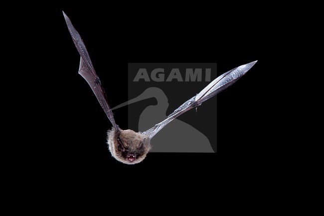Baardvleermuis vliegend, Whiskered bat flying stock-image by Agami/Theo Douma,