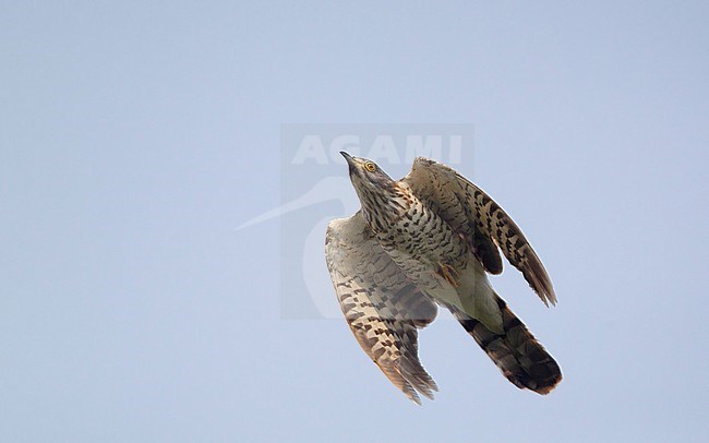 Large Hawk-Cuckoo (Hierococcyx sparverioides) in flight at Doi Inthanon, Thailand stock-image by Agami/Helge Sorensen,