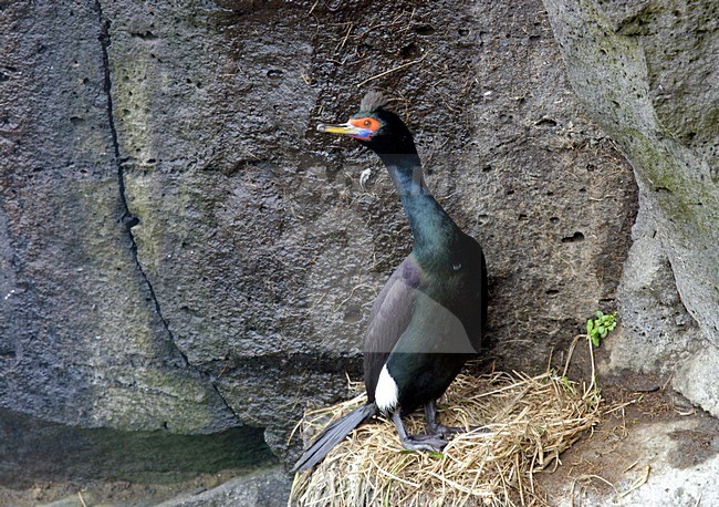 Roodmaskeraalscholver op nest, Red-faced Cormorant on nest stock-image by Agami/Pete Morris,