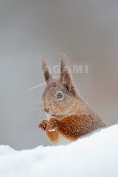 Rode eekhoorn in de sneeuw; Red Squirrel in snow stock-image by Agami/Danny Green,