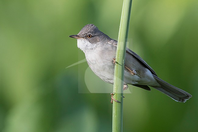 Common Whitethroat - Dorngrasmücke - Sylvia communis ssp. rubicola, Kyrgyzstan, adult male stock-image by Agami/Ralph Martin,
